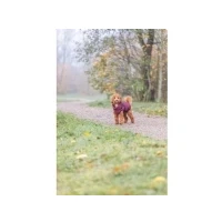 Abbildung von TRIXIE Hundemantel Geschirr Wintermantel Pirou sangria