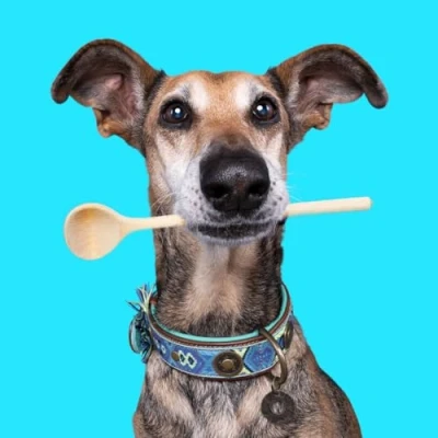 Abbildung von DWAM Halsband Boho Juan M Blau Türkis für Welpen alle Hunde besonderes besondere Stickerei Handarbeit
