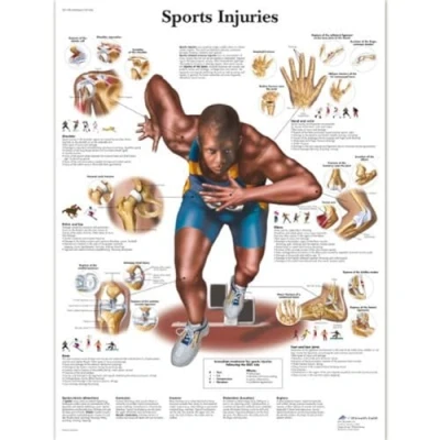 Abbildung von 3B Scientific VR1188L Anatomie des Menschen Schaubild der Sportverletzungen, laminierte Version