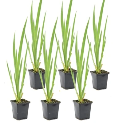 Abbildung von Bloomique 6er Set Iris Pseudacorus Heimische Sumpf Schwertlilie Teichpflanzen Winterhart Wasserpflanzen Zone 1 2 Höhe 15 25 cm Topf 9