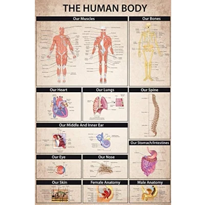 Abbildung von 1art1 Der Menschliche Körper XXL Poster The Human Body Plakat Bild 120x80 cm