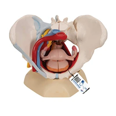 Abbildung von 3B Scientific H20/4 Weibliches Becken mit Bändern, Gefäßen, Nerven, Beckenboden, Organen + kostenlose Anatomie App Smart Anatomy