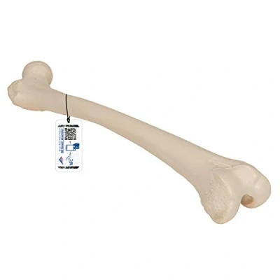 Abbildung von 3B Scientific A35/1 Femur Modell + kostenlose Anatomie App Smart Anatomy
