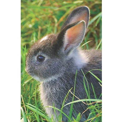 Abbildung von Bunny Rabbit Dot Grid Journal: Dotted Notebook