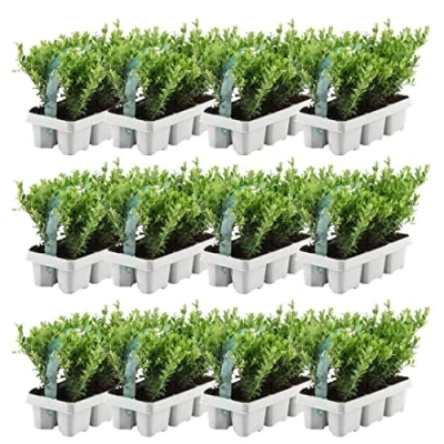 Abbildung von Plants by Frank 72 Stechpalme Heckenpflanzen Winterhart x Ø7 cm 15 Ilex crenata Jenny Buchs ersatz Buchsbaum