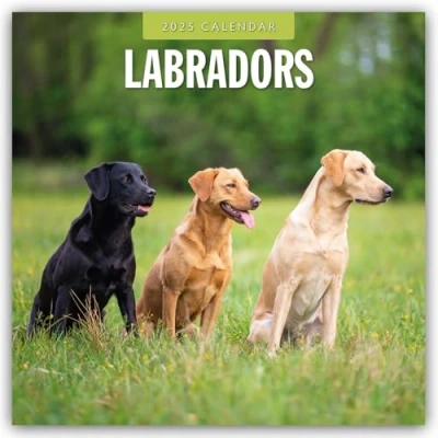 Abbildung von Labradors Labradore Labrador Retriever 2025 16 Monatskalender: Original Red Robin Publishing Ltd Kalender [Mehrsprachig] [Kalender] (Wall Kalender)