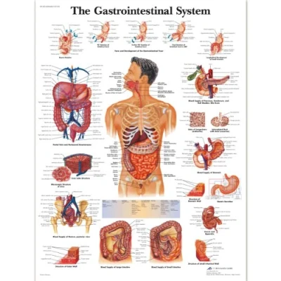 Abbildung von 3B Scientific VR1422L Menschliche Anatomie „The Gastrointestinal System“, Poster zum Verdauungssystem (englische Version), laminiert