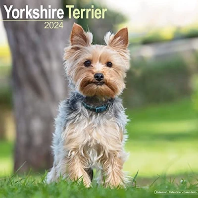 Abbildung von Yorkshire Terrier 2024 16 Monatskalender: Original Avonside Kalender [Mehrsprachig] [Kalender] (Wall Kalender)