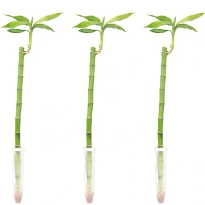 Abbildung von Flowerbox Zimmerpflanze Glücksbambus &quot;Lucky Bamboo&quot; gerader Stengel 3er Set, pflegeleicht Höhe ca. 50 cm im Röhrchen