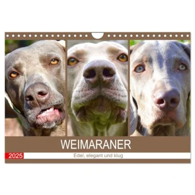 Abbildung von Weimaraner. Edel, elegant und klug (Wandkalender 2025 DIN A4 quer), CALVENDO Monatskalender