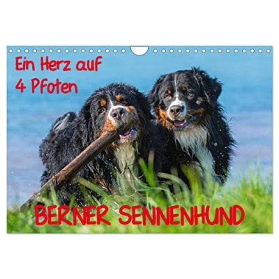 Abbildung von Ein Herz auf 4 Pfoten Berner Sennenhund (Wandkalender 2025 DIN A4 quer), CALVENDO Monatskalender