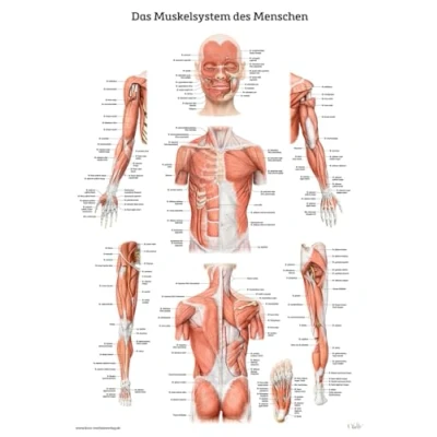 Abbildung von Das Muskelsystem des Menschen: Lernposter der menschlichen Anatomie