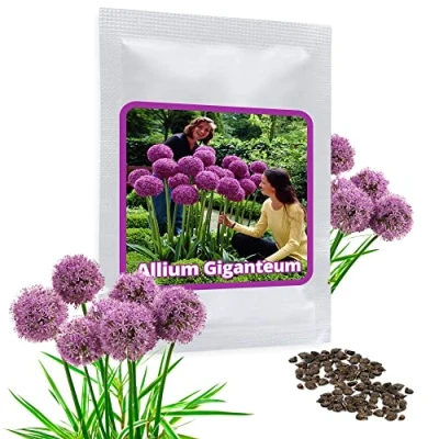 Abbildung von Magic of Nature Riesen Zierlauch 30 Samen je Pack Optimales Wachstum bis zu 150cm Winterharte Zierpflanze für Deinen Garten Violette Blütenfarbe Allium giganteum mehrjährig