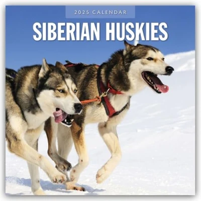 Abbildung von Siberian Huskies Sibirischer Husky Sibirische Huskys 2025 16 Monatskalender: Original Red Robin Publishing Ltd Kalender [Mehrsprachig] [Kalender] (Wall Kalender)