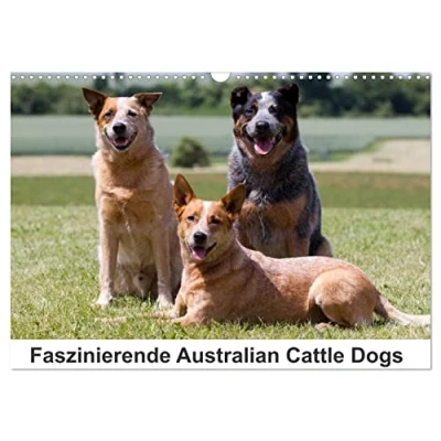 Abbildung von Faszinierende Australian Cattle Dogs (Wandkalender 2025 DIN A3 quer), CALVENDO Monatskalender
