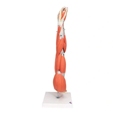 Abbildung von 3B Scientific Menschliche Anatomie Armmuskel Modell, 6 teilig + kostenlose App Smart Anatomy, M10