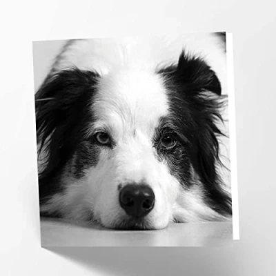 Abbildung von Maturi Blanko Grußkarte mit Border Collie Hundebild