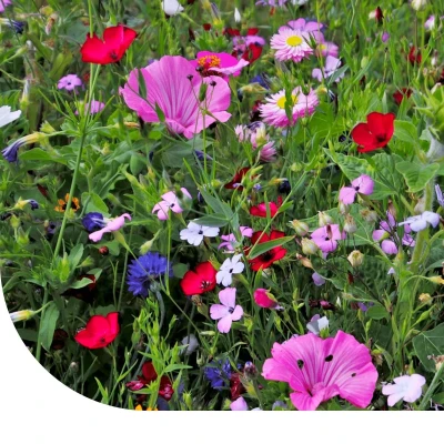 Abbildung von Blumensamen Wildblumenmischung Hochstauden mehrjährig 250 Gramm ±125 m² MRS Seeds &amp; Mixtures