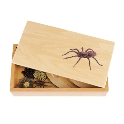 Abbildung von TimeTEX Lebenszyklus einer Spinne In Holzbox &quot;Montessori Premium&quot; Zur Veranschaulichung des Entwicklungsprozesses Maße der Holzbox: 23,1x12,1x5,6 cm