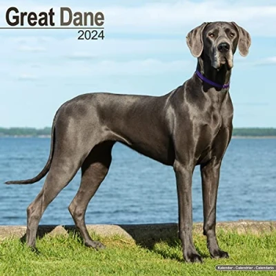Abbildung von Great Dane Dänische Dogge 2024 16 Monatskalender: Original Avonside Kalender [Mehrsprachig] [Kalender] (Wall Kalender)
