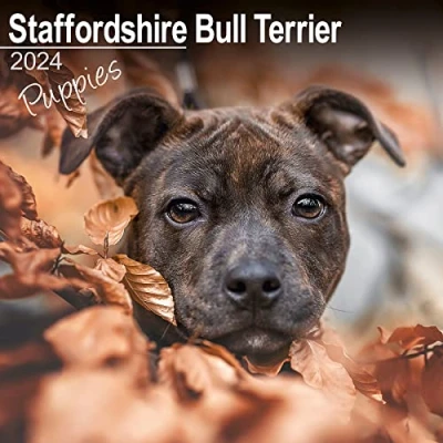 Abbildung von Staffordshire Bull Terrier Puppies Welpen 2024 16 Monatskalender: Original Avonside Kalender [Mehrsprachig] [Kalender] (Wall Kalender)