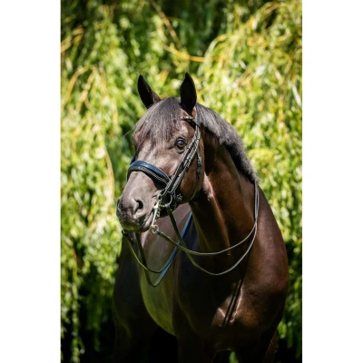 Abbildung von HB Showtime Stang en Trens Hoofdstel Special for YouVerkauft von HypoStore