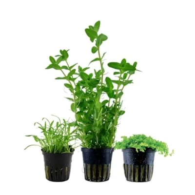 Abbildung von AquaOne Aquarium Pflanzen I 3X Wasserpflanzen Einsteiger Aquarienpflanzen Staurogyna Lagenandra Limnophila Set mit 3 einfachen Aquariumpflanzen
