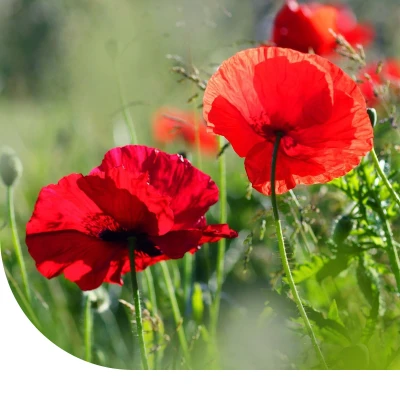 Abbildung von Blumensamen Großer Mohn Papaver rhoeas 10 Gramm ±90.000 Samen MRS Seeds &amp; Mixtures