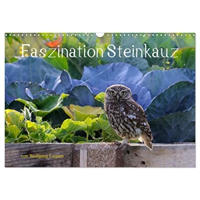 Abbildung von Faszination Steinkauz (Wandkalender 2025 DIN A3 quer), CALVENDO Monatskalender