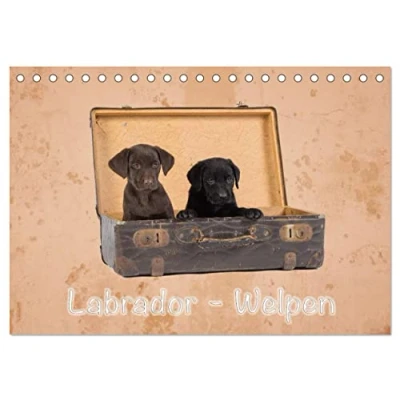 Abbildung von Labrador Welpen (Tischkalender 2025 DIN A5 quer), CALVENDO Monatskalender