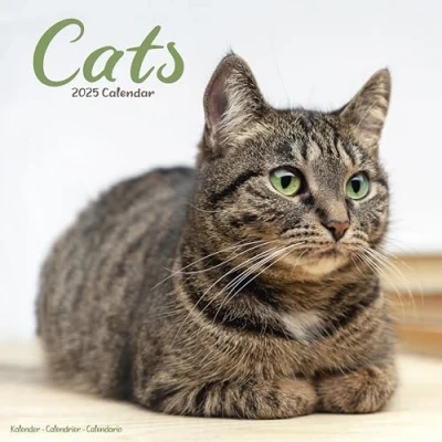 Abbildung von Cats Katzen 2025 16 Monatskalender: Original Avonside Kalender [Mehrsprachig] [Kalender] (Wall Kalender)