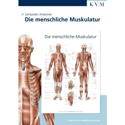 Abbildung von Poster Anatomie Lernposter. Die menschliche Muskulatur