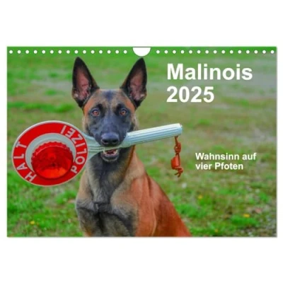 Abbildung von Malinois Wahnsinn auf vier Pfoten (Wandkalender 2025 DIN A4 quer), CALVENDO Monatskalender