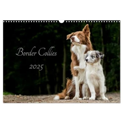 Abbildung von Border Collies 2025 (Wandkalender DIN A3 quer), CALVENDO Monatskalender