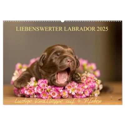 Abbildung von Liebenswerter Labrador 2025 (Wandkalender DIN A2 quer), CALVENDO Monatskalender