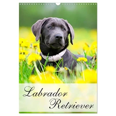 Abbildung von Labrador Retriever (Wandkalender 2025 DIN A3 hoch), CALVENDO Monatskalender