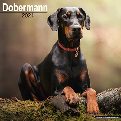 Abbildung von Dobermann 2024 16 Monatskalender: Original Avonside Kalender [Mehrsprachig] [Kalender] (Wall Kalender)