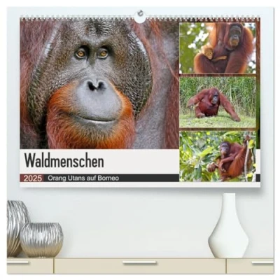 Abbildung von Waldmenschen Orang Utans auf Borneo (hochwertiger Premium Wandkalender 2025 DIN A2 quer), Kunstdruck in Hochglanz