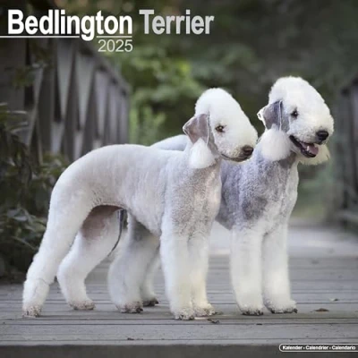 Abbildung von Bedlington Terrier 2025 16 Monatskalender: Original Avonside Kalender [Mehrsprachig] [Kalender] (Wall Kalender)
