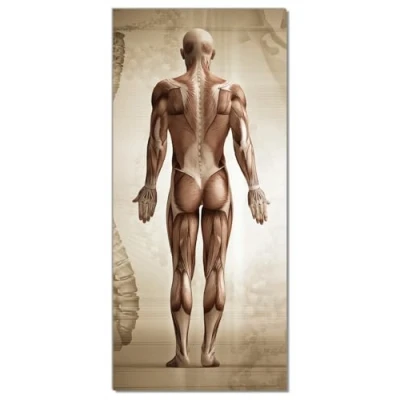 Abbildung von Wallario Selbstklebende Türtapete Anatomie Mensch I Türposter 93 x 205 cm Abwischbar, rückstandsfrei zu entfernen