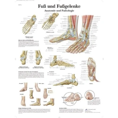 Abbildung von 3B Scientific Lehrtafel laminiert Fuß und Fußgelenke Anatomie Pathologie