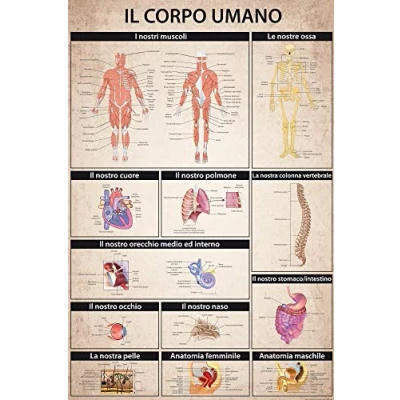 Abbildung von 1art1 Der Menschliche Körper XXL Poster Il Corpo Umano Plakat Bild 120x80 cm