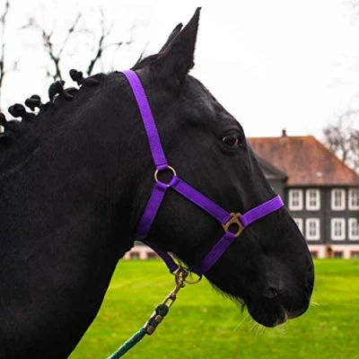 Abbildung von Halfter für Pferd Warmblut, Vollblut, Kaltblut Stallhalfter, Weidehalfter, 2 Fach verstellbar an Kinnriemen und Genickstück, sicher &amp; reißfest (Lila, Kaltblut)