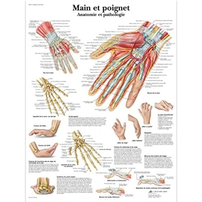 Abbildung von 3B Scientific Board, 1
