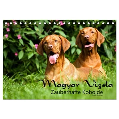 Abbildung von Magyar Vizsla Zauberhafte Kobolde (Tischkalender 2025 DIN A5 quer), CALVENDO Monatskalender