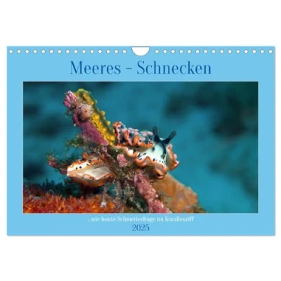 Abbildung von Meeres Schnecken (Wandkalender 2025 DIN A4 quer), CALVENDO Monatskalender