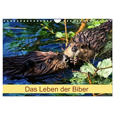 Abbildung von Das Leben der Biber (Wandkalender 2025 DIN A4 quer), CALVENDO Monatskalender