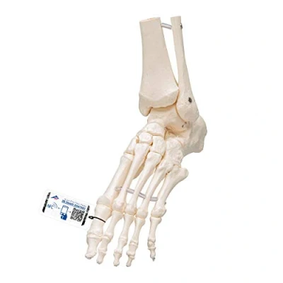 Abbildung von 3B Scientific Loses Fuß und Knöchelskelett Modell + kostenlose Anatomie App Smart Anatomy