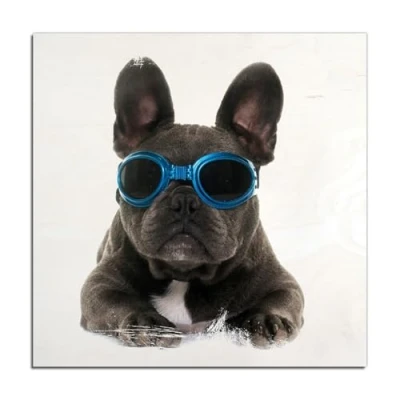 Abbildung von Wallario Wandbild aus Holz Cooler Hund mit Sonnenbrille in blau Französische Bulldogge 50 x cm Premium Qualität: Brillante Farben