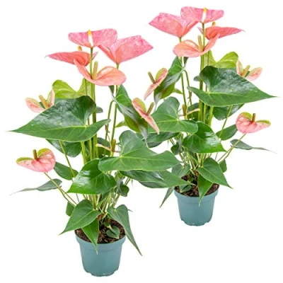 Abbildung von Bloomique 2er Set Anthurium Andreanum Rosa Flamingoblume Blühende Zimmerpflanzen Pflegeleicht Höhe 30 40 cm Topf 12